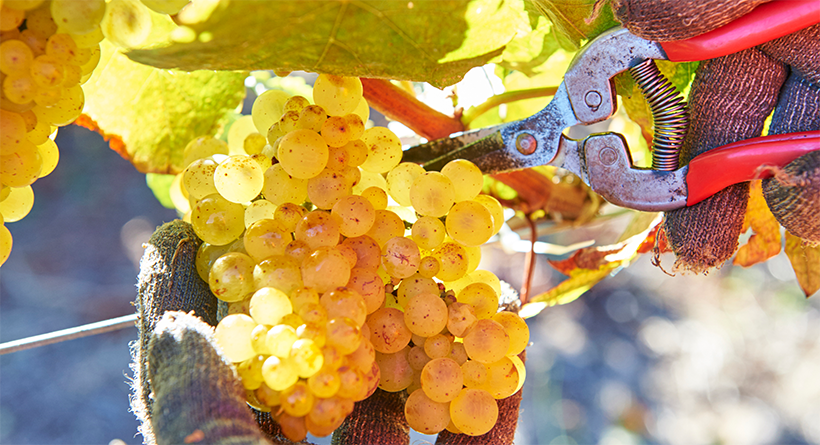 Moss Wood grapes